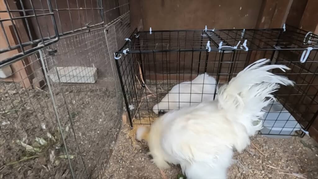 メスに先立たれたオスのニワトリが新しいメスに対面