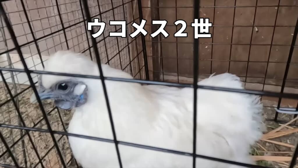 メスに先立たれたオスのニワトリが新しいメスに対面