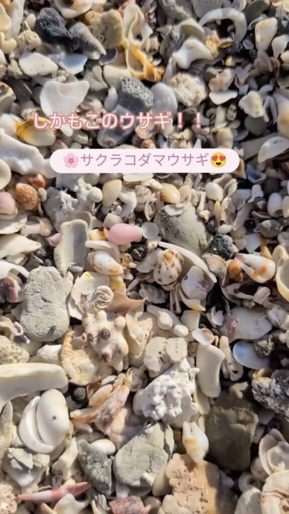 表側は美しいピンク色！