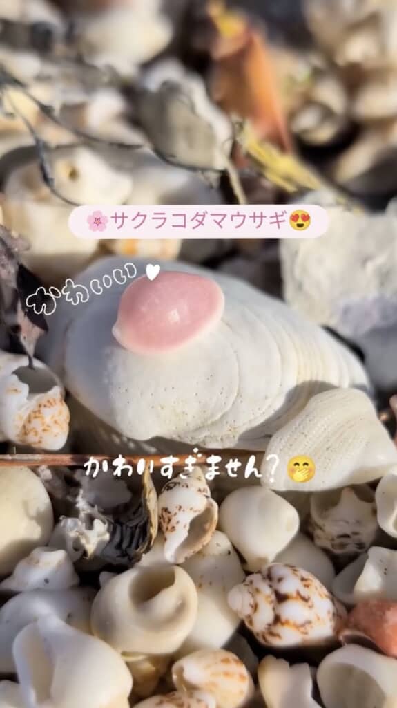 「サクラコダマウサギ」という名前もかわいい貝です