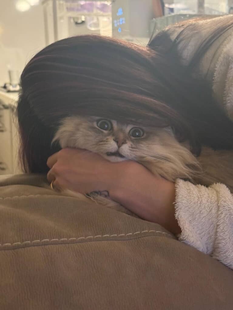 想像以上に絶望顔のしらすちゃん