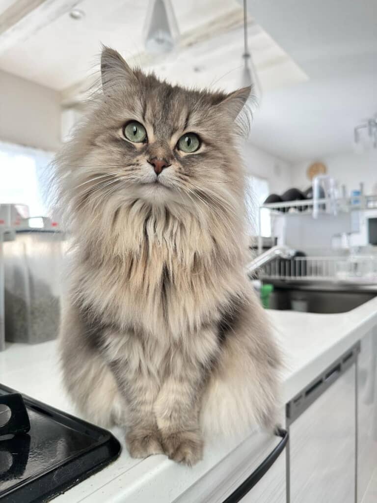 普段は美形でとっても愛らしいしらすちゃん