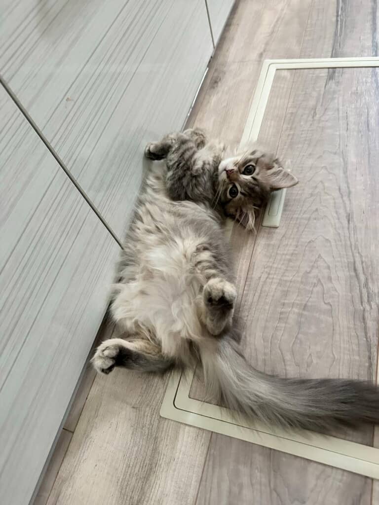 子猫時代のしらすちゃん