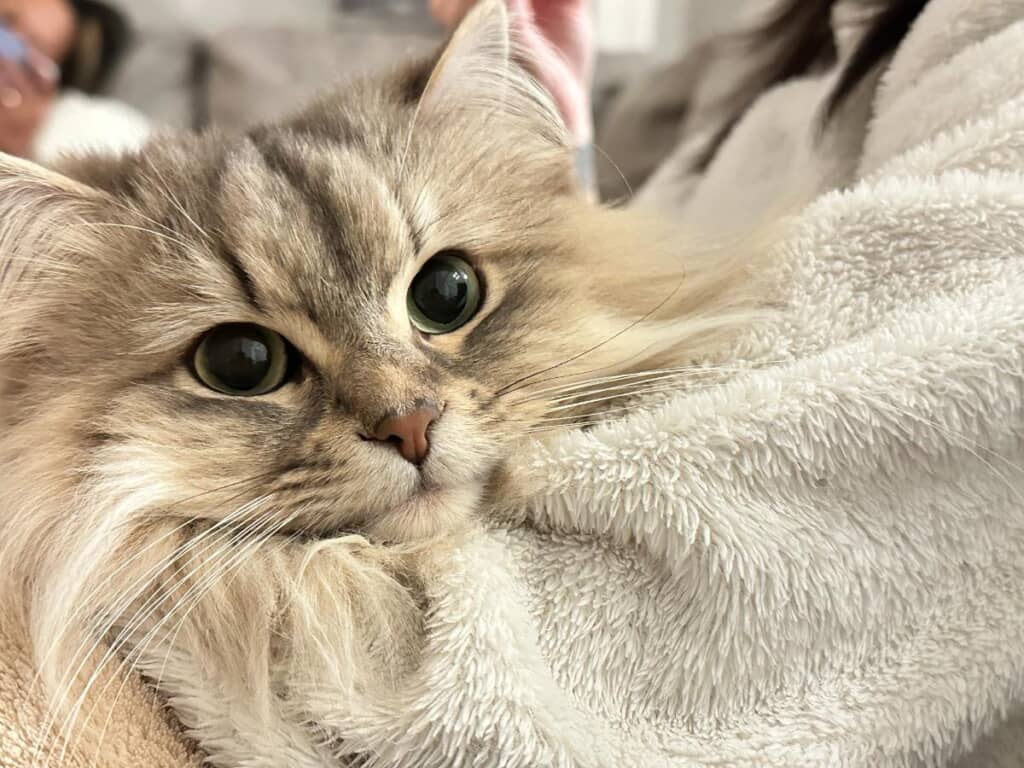 ぱっちりお目々がかわいい