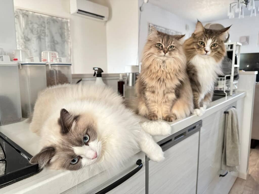 みんなでごはん待ち