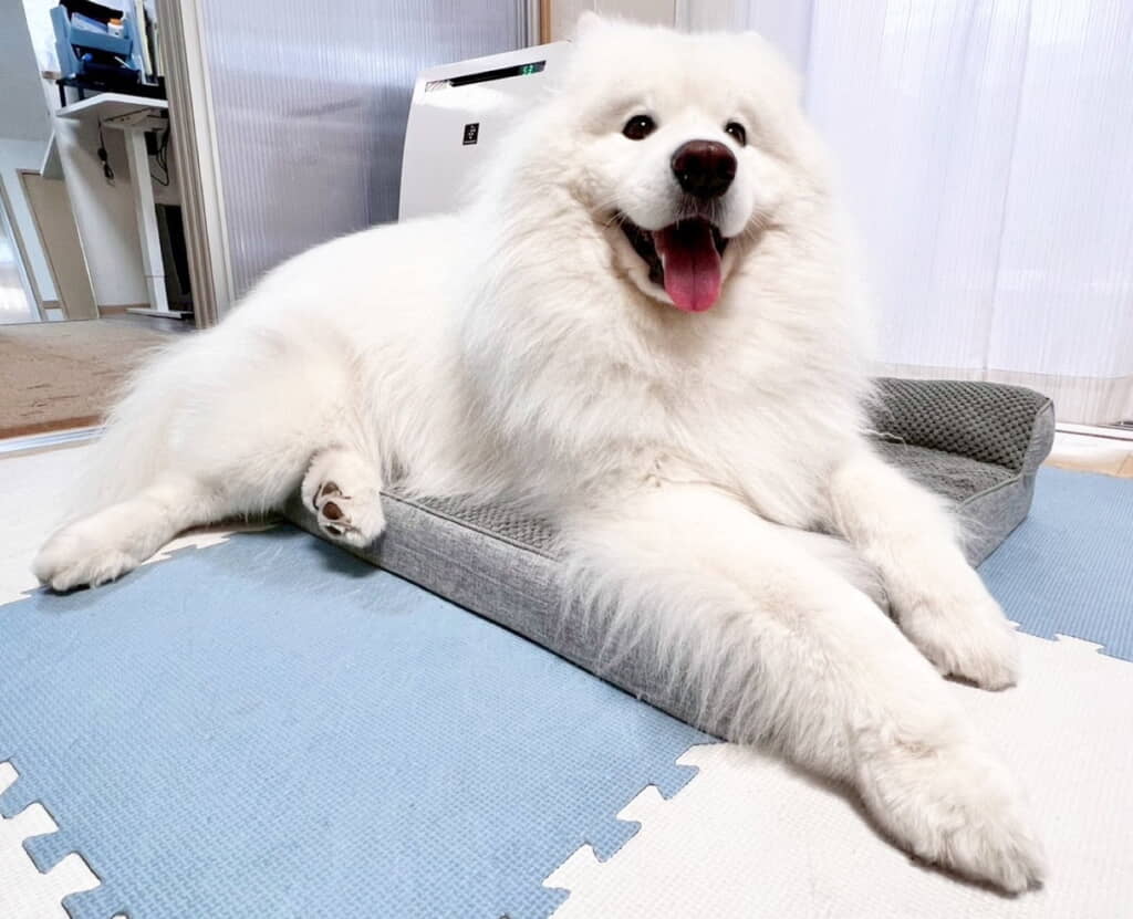 ニコニコいとおしい
