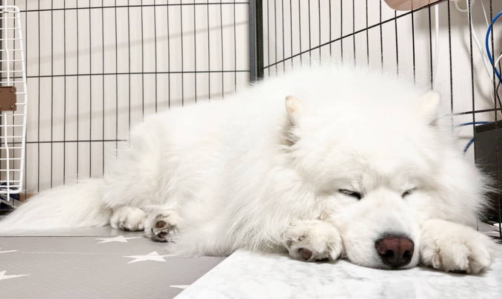 寝姿もたまらない
