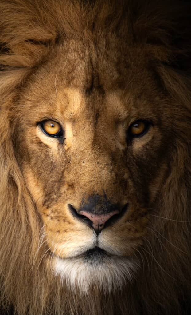 アラタくんが撮影したライオンの写真