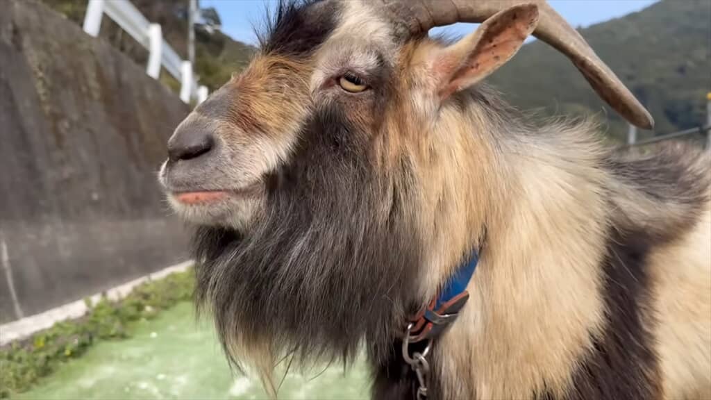 ヤギにブラシをプレゼントしてみた結果