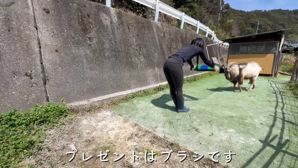 ヤギにブラシをプレゼントしてみた結果