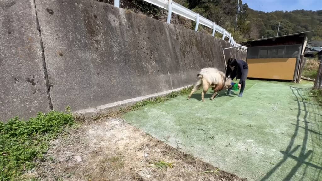 ヤギにブラシをプレゼントしてみた結果