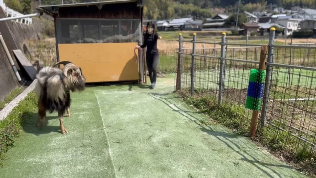 ヤギにブラシをプレゼントしてみた結果