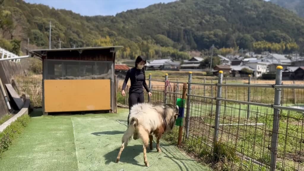 ヤギにブラシをプレゼントしてみた結果