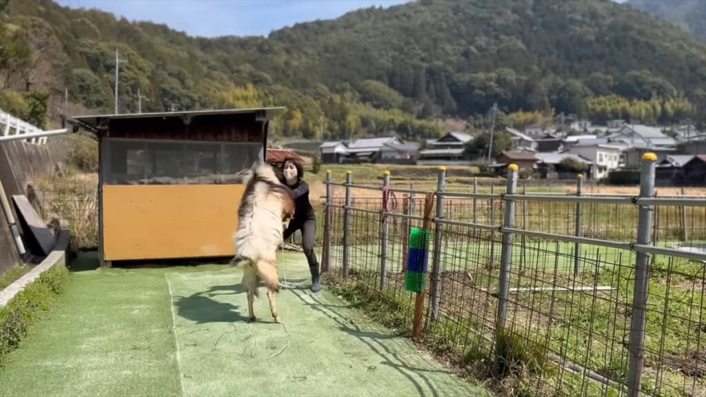 ヤギにブラシをプレゼントしてみた結果