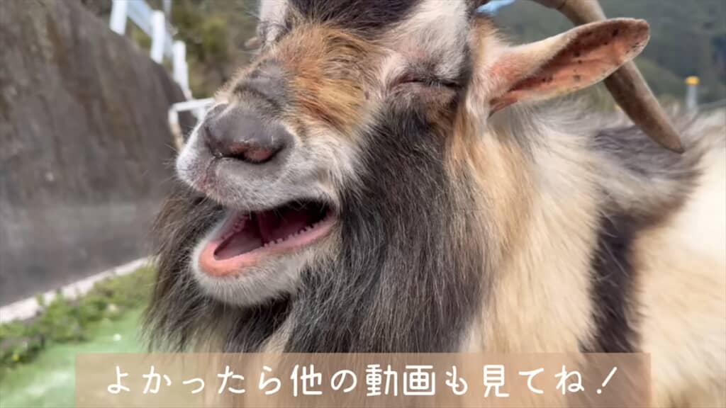 ヤギにブラシをプレゼントしてみた結果