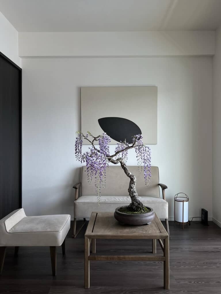 部屋に飾られた藤の盆栽