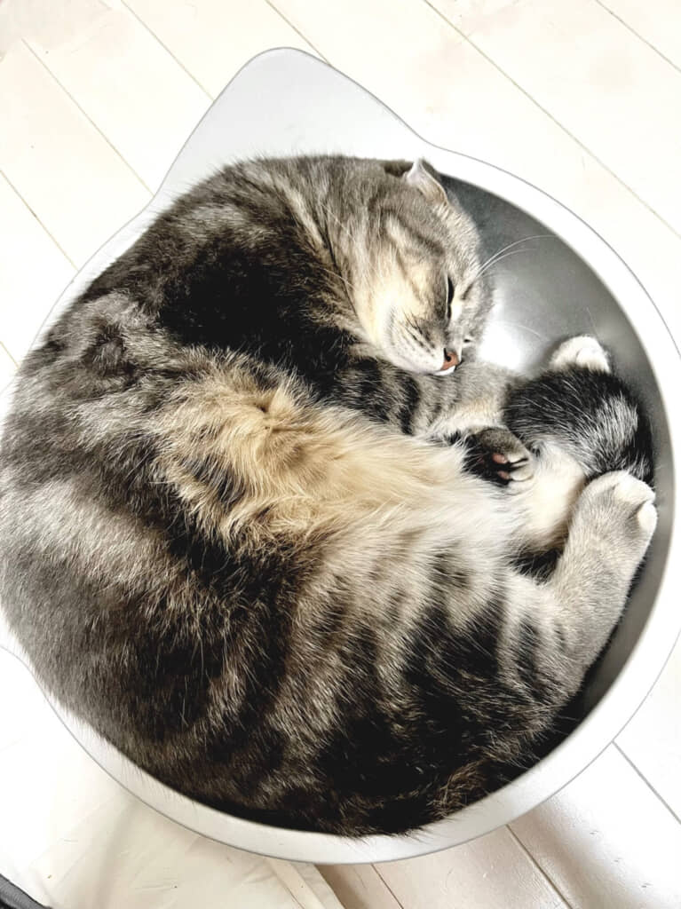 現在のまんぼうくん