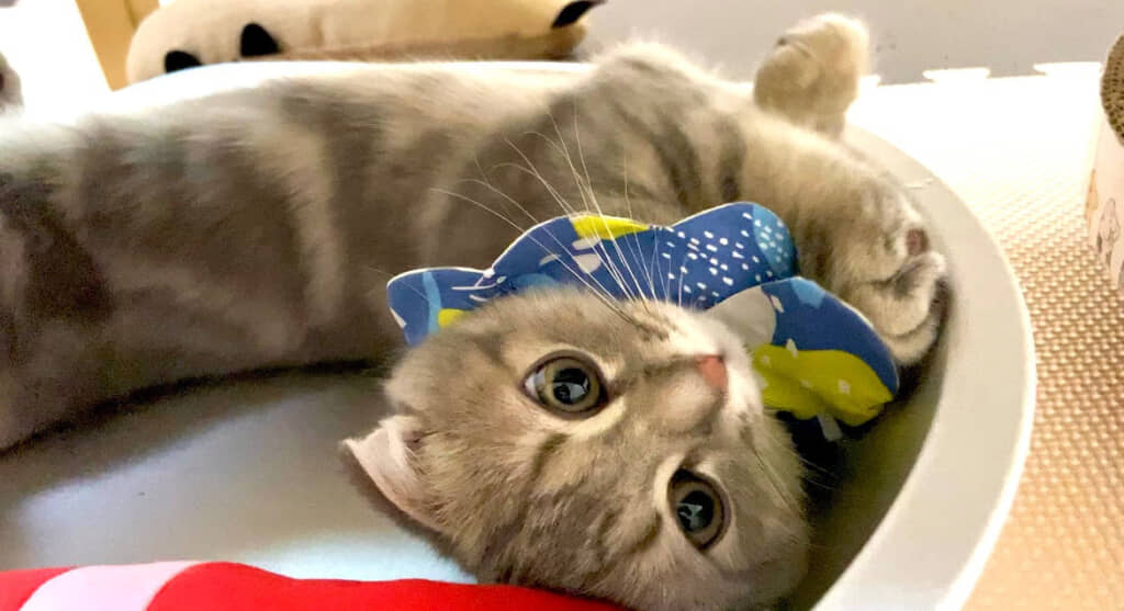 生後3カ月のまんぼうくん