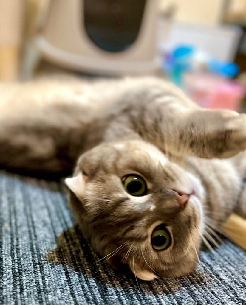 3歳のまんぼうくん。大人になっても変わらぬベビーフェイス