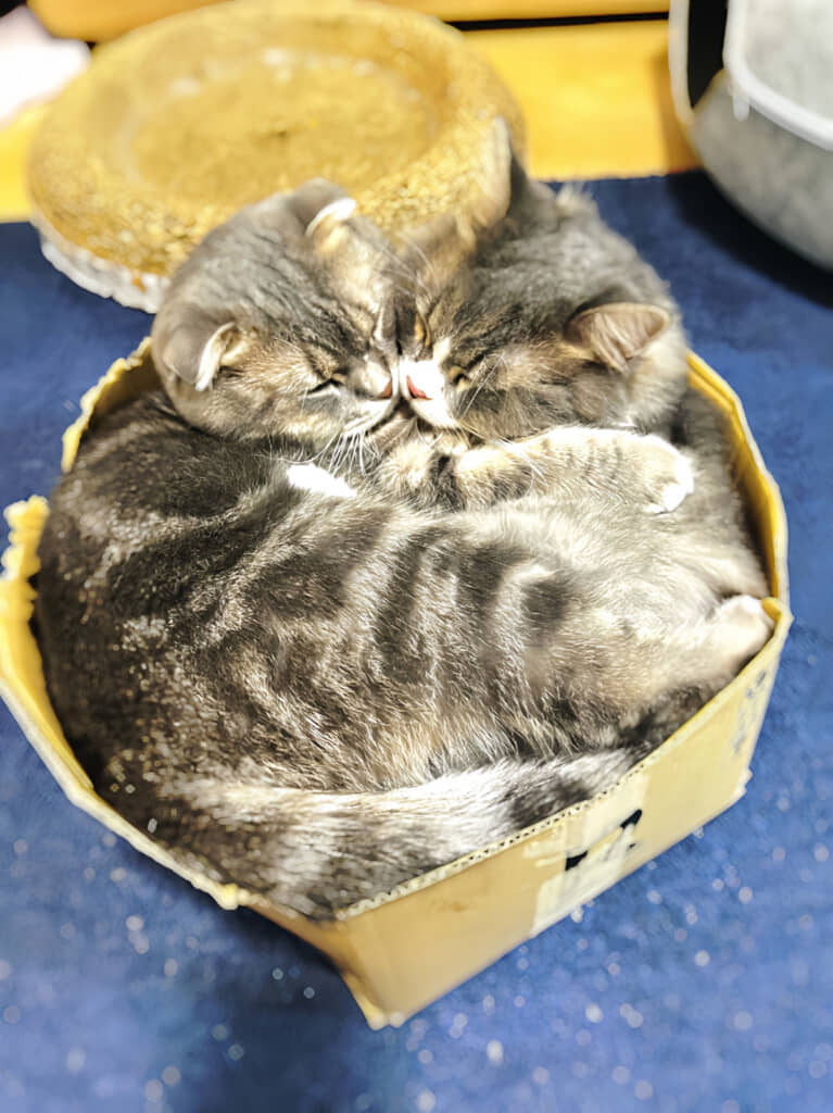 癒やしの宝石箱