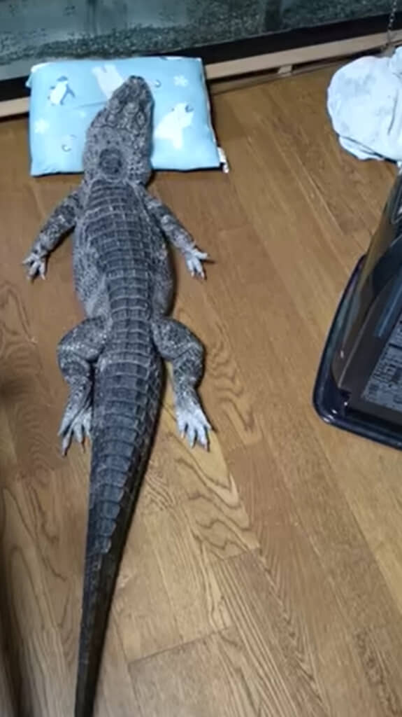 べた～んとくつろぐレックスさん