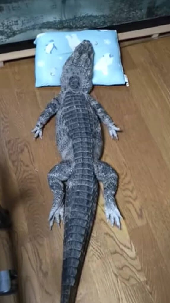 大の字がかわいすぎる