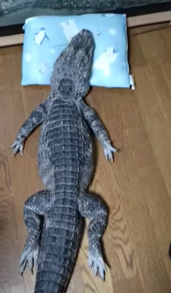 声をかけても無反応です