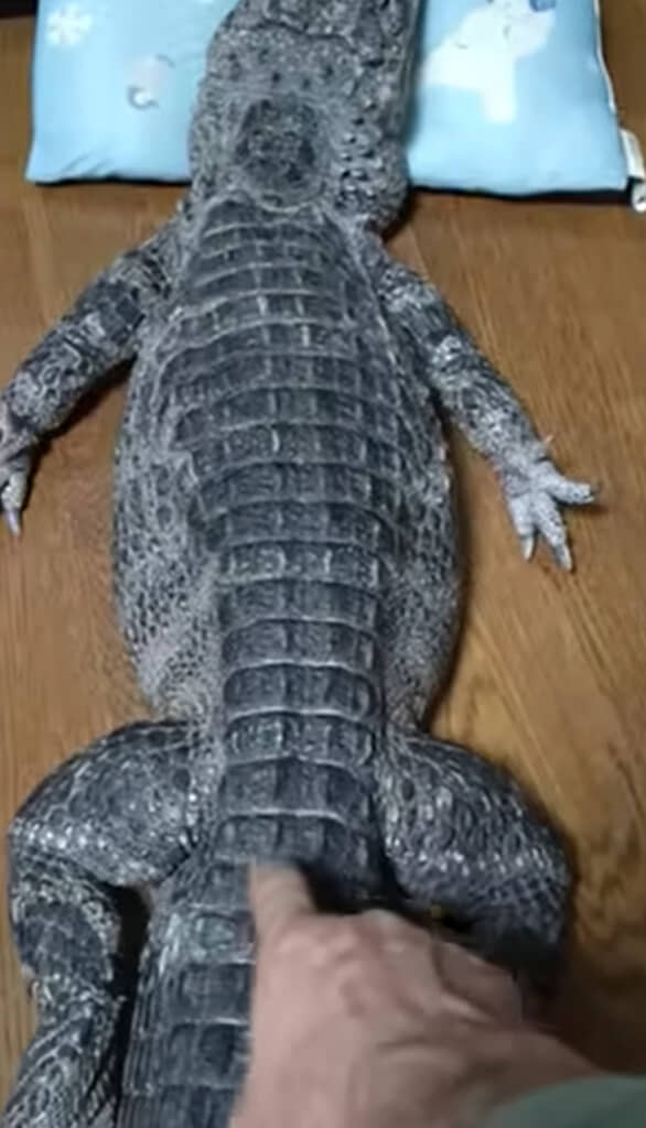 ツンツンしてみると