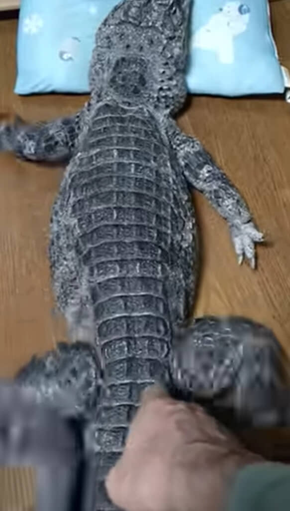 赤ちゃんみたいにジタバタ