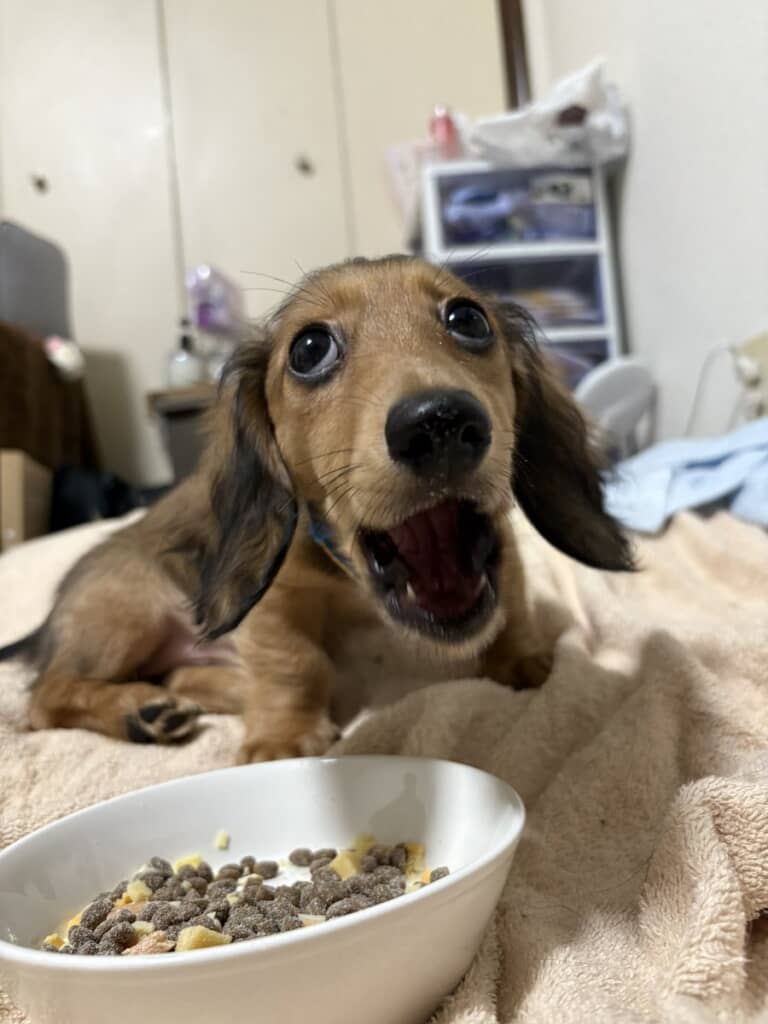 バッチョくん「ヒャー！　なにこれー!!」