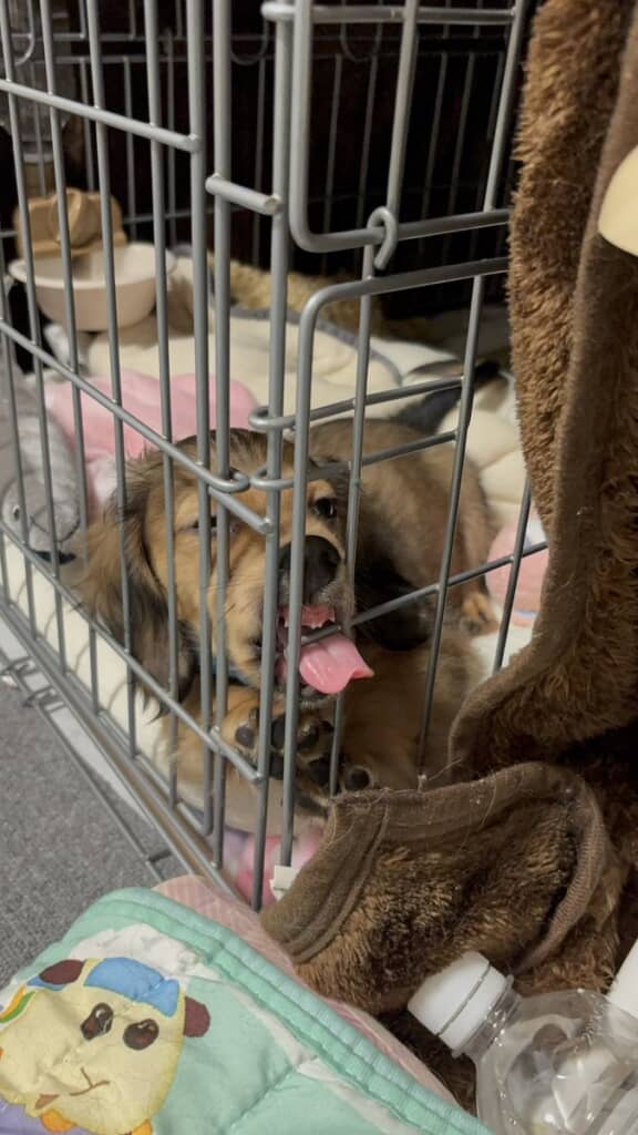 またすごい顔だ……