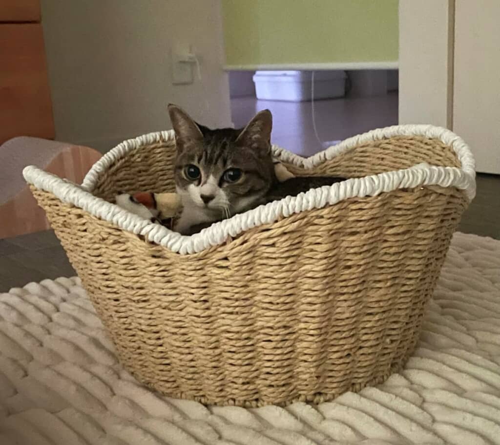 小さなおまめちゃんは顔だけ出ています