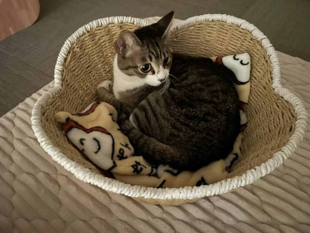 ブランケットの上で丸くなるおまめちゃん