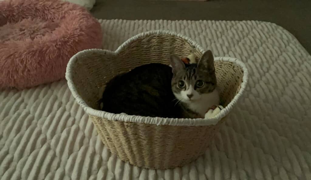 キュルキュルのお目々で見上げるおまめちゃん