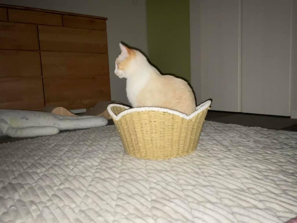 夜中見たらびっくりしちゃう姿