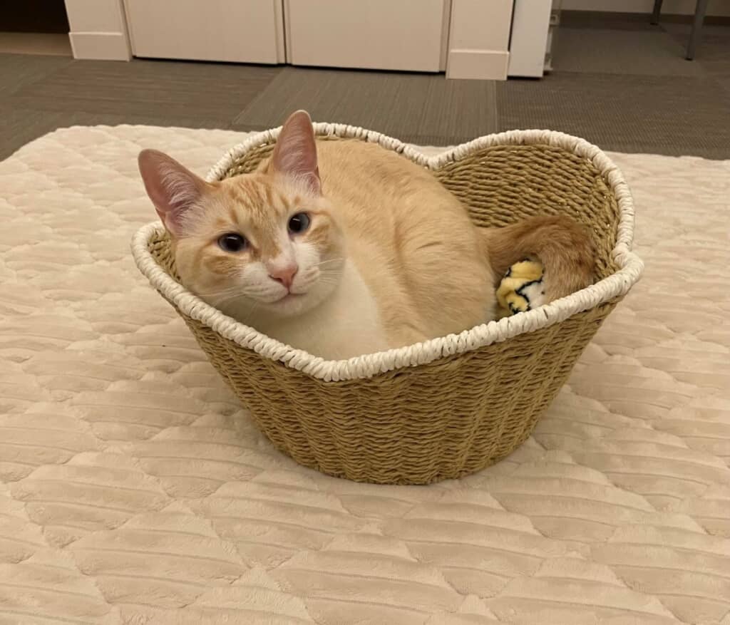 居心地良さそうなぱおちゃん