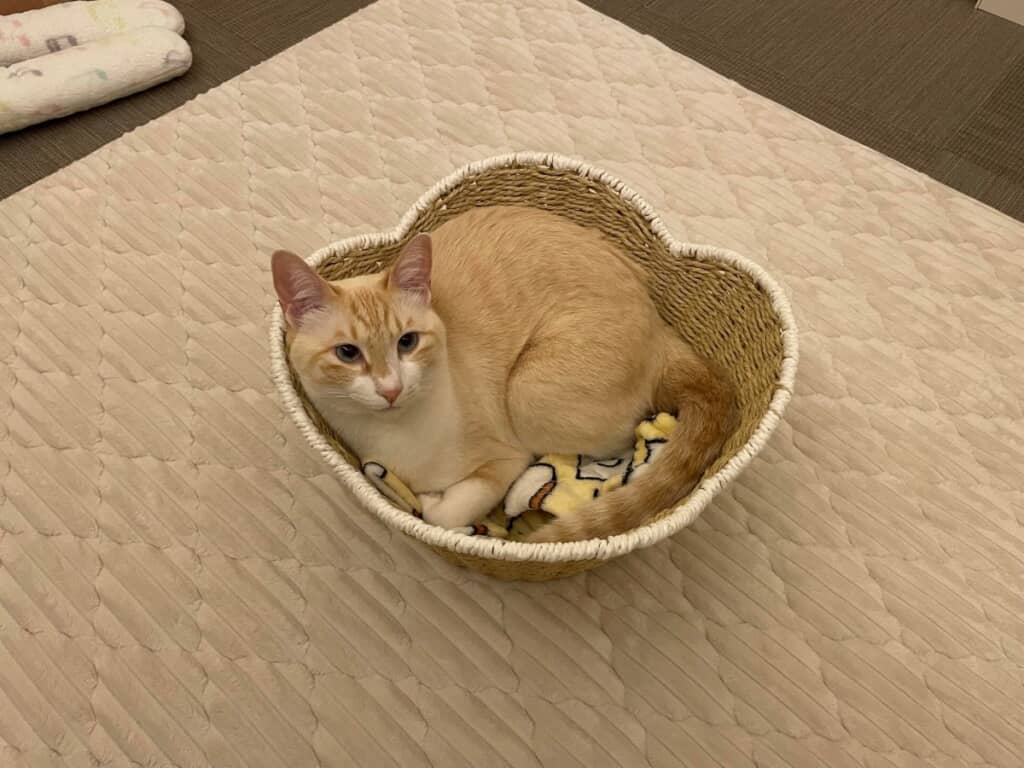 身体を丸くして見上げるぱおちゃん