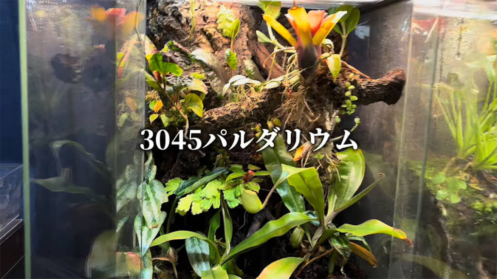 パルダリウムのメンテナンスを行います