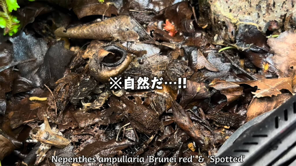 パルダリウムの中では命が循環していました