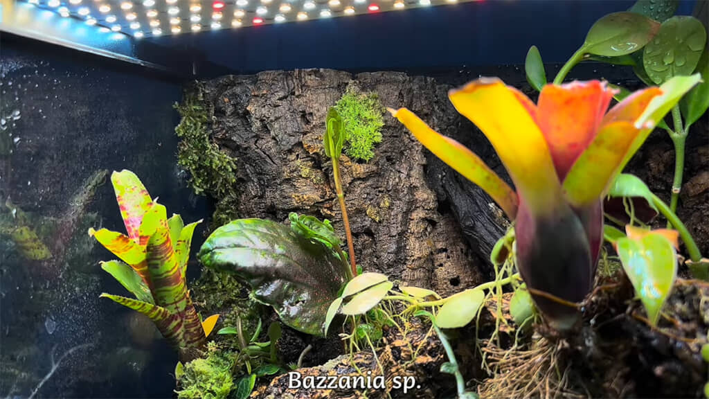 追加植栽をします