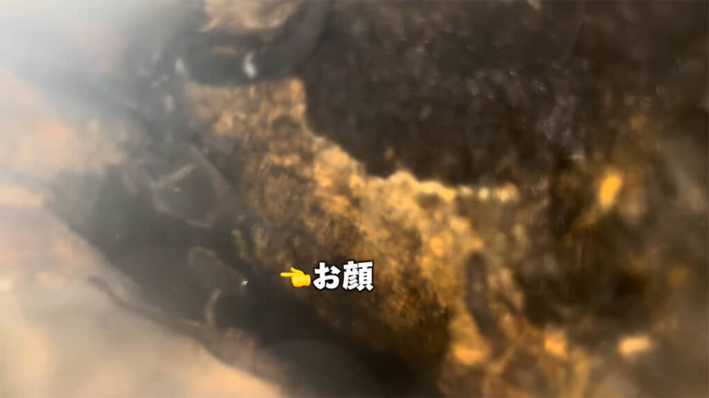 バテンホソユビヤモリを発見