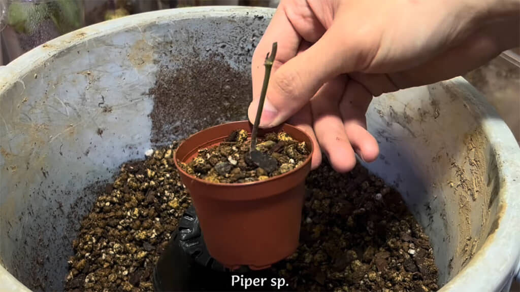 茎1本でも育っていくそうです