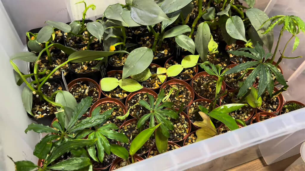 衣装ケースにはたくさんの植物が