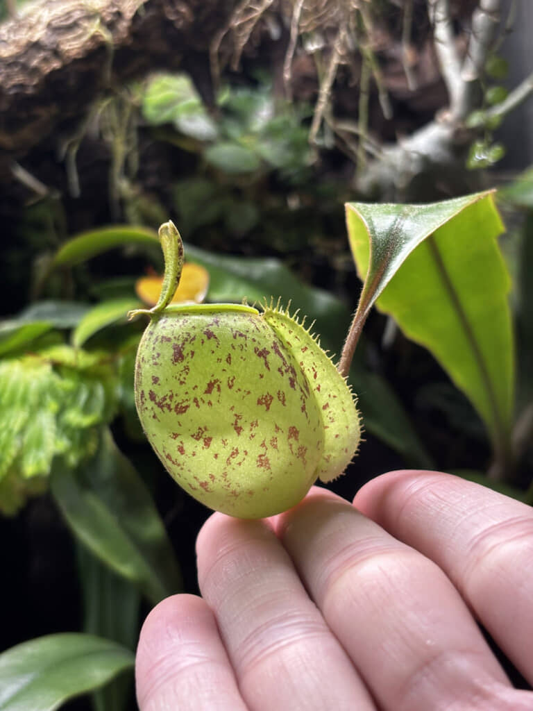 パルダリウム内の植物（投稿主さん提供）
