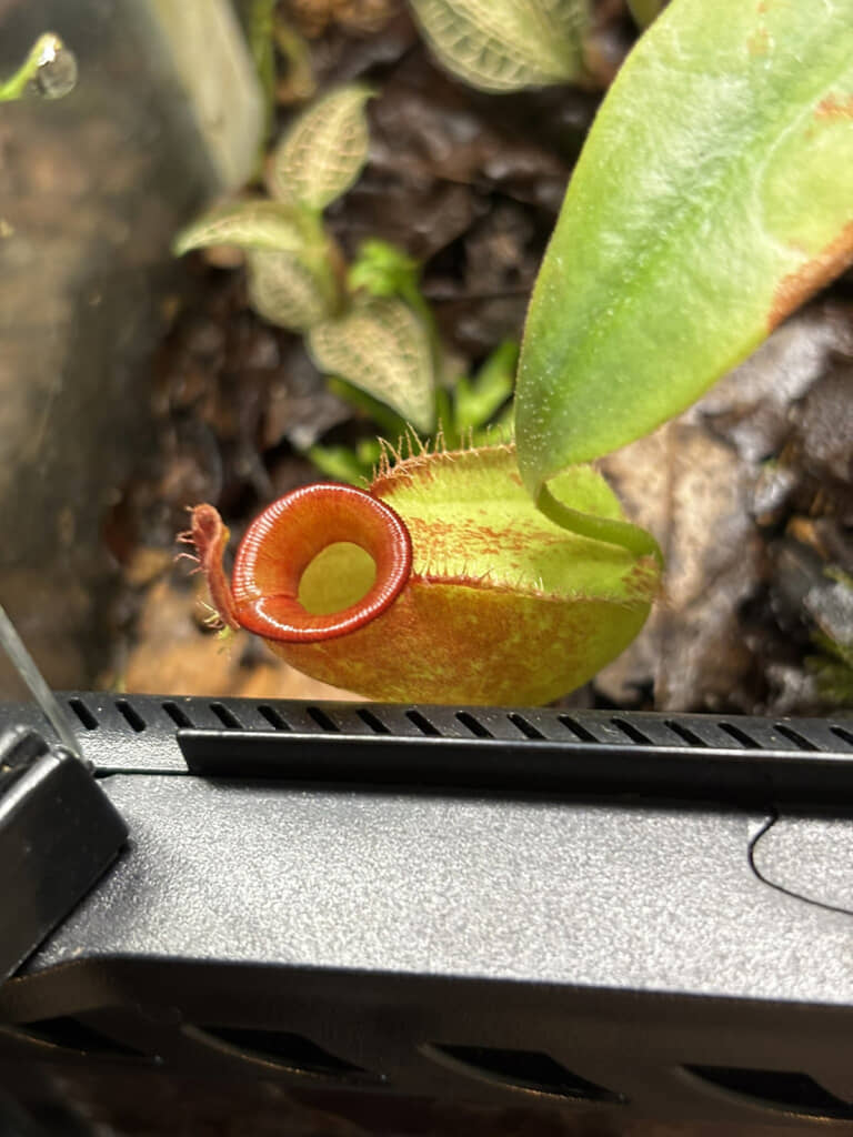 立派な食虫植物です（投稿主さん提供）