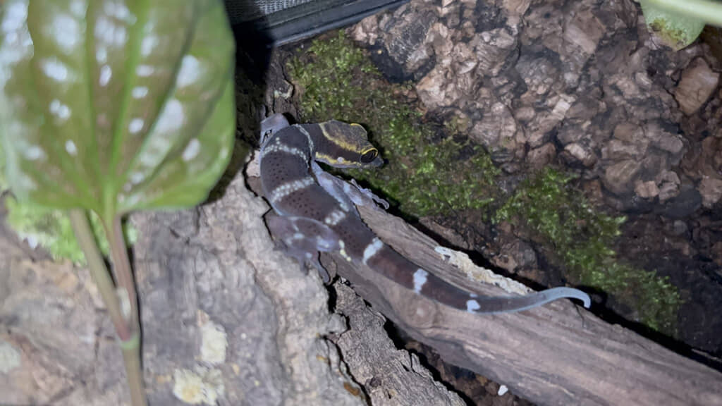 バデンホソユビヤモリの全身、美しいです（投稿主さん提供）