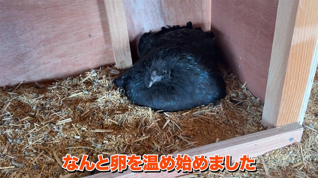 鶏小屋で嬉しい変化が