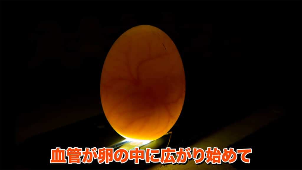 暖め始めて1週間、卵の中ではヒヨコが成長しています