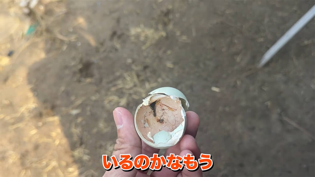 卵は割れていますが、ヒヨコがいません