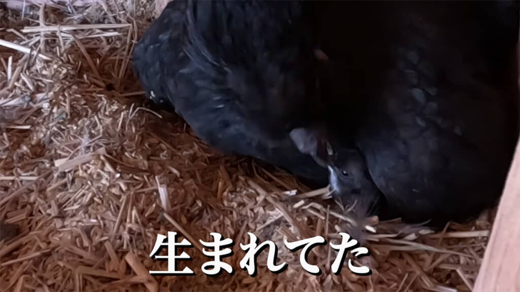 親鳥のおなかの下にヒヨコが……！